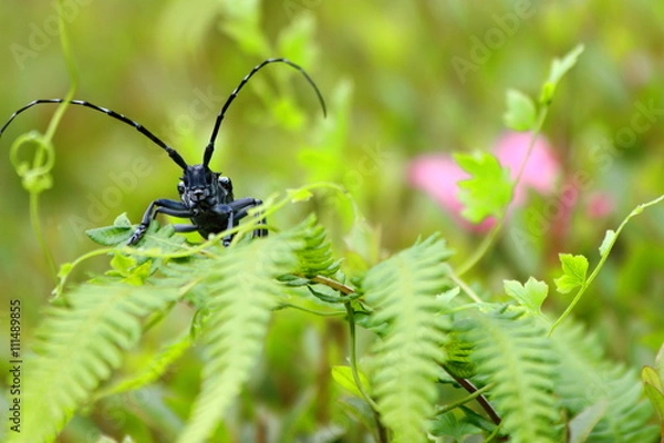 Obraz カミキリムシ