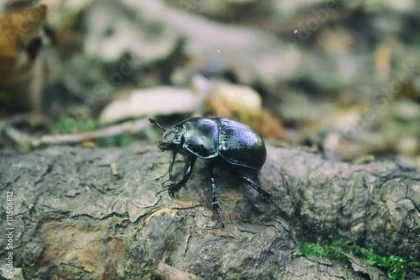 Fototapeta Green - violet bug