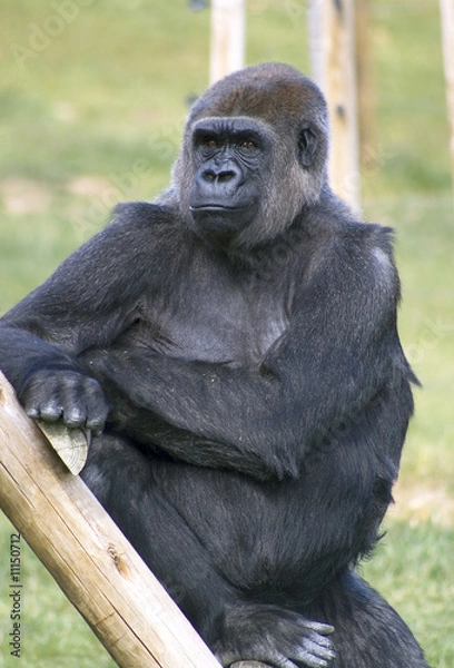 Obraz gorilla gorilla