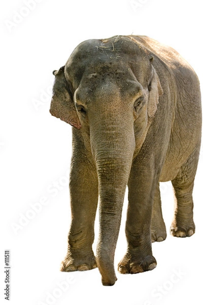 Obraz elephant