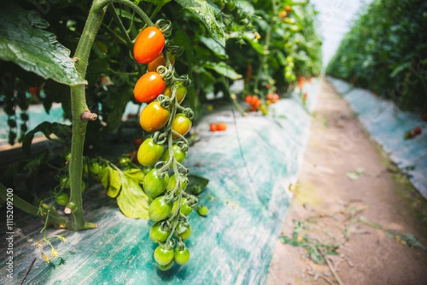 Obraz 미니방울토마토재배