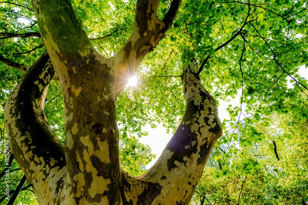 Obraz Beams of the sun break through the branches of an old tree. The sun through the branches of an ancient spotted tree. Beautiful unusual wallpaper with sun and tree