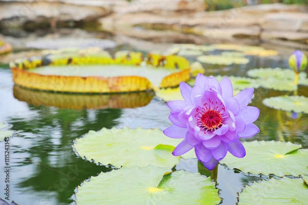 Fototapeta ハスの花
