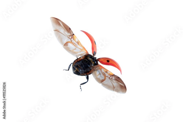 Obraz Lot Ladybug