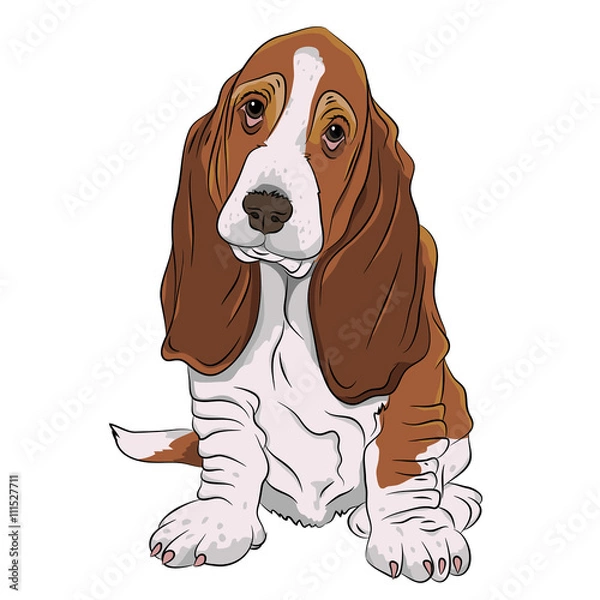 Fototapeta basset hound puppy realistic vector illustration isolated
