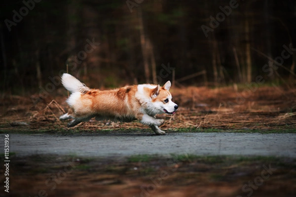 Obraz cute corgi 