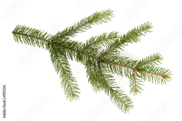 Obraz isolated pine branch