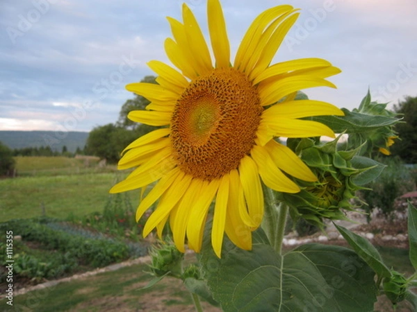 Obraz tournesol1
