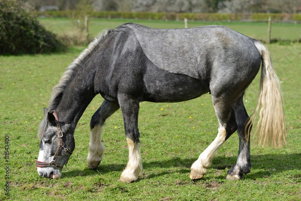 Obraz Two tone grey horse