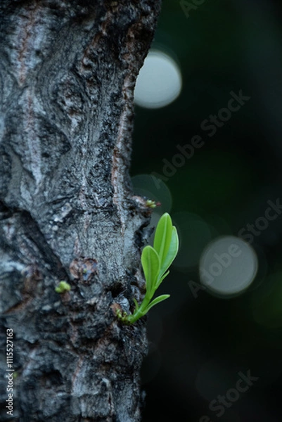 Fototapeta a new born leaf