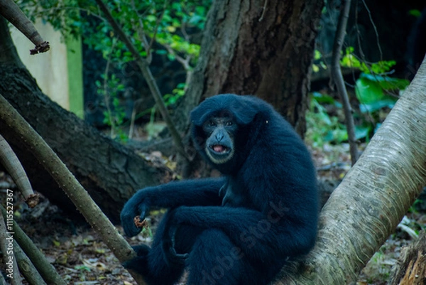 Fototapeta A monkey at jungle