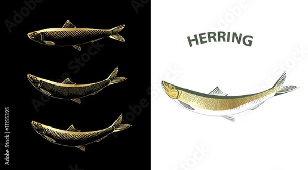 Fototapeta Herring