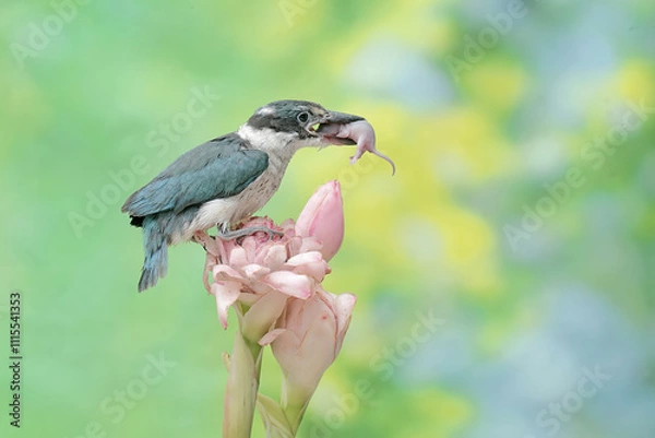 Fototapeta A young collared kingfisher preys on a baby mouse in a wild flower. This long and strong beaked bird has the scientific name Todiramphus chloris.