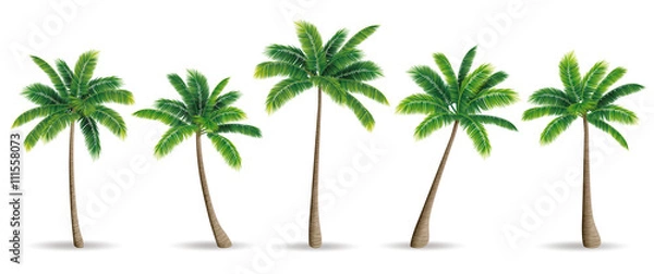 Obraz Drzewo palmowe