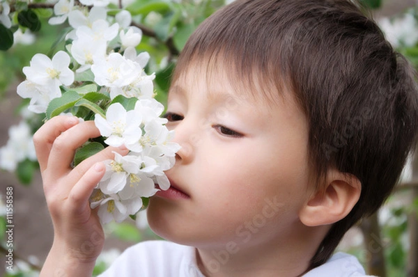 Obraz Boy smelling blossoming apple tree flowers