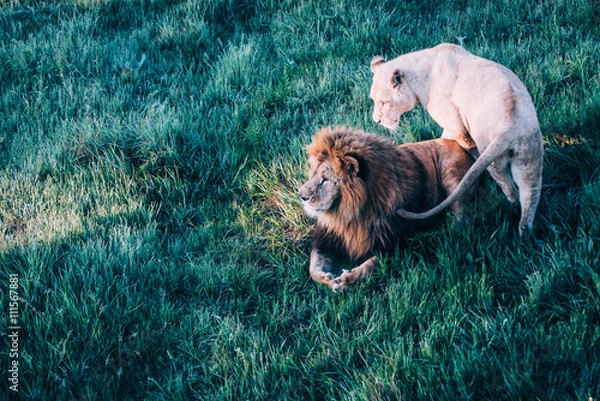 Fototapeta Beautiful Lions in Savannah
