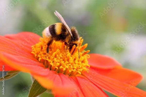 Obraz Hummel auf der Blüte