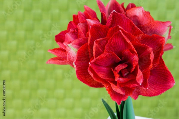 Obraz Amaryllis Cherry Nymph on green background.
