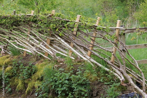 Obraz Hedge Laying