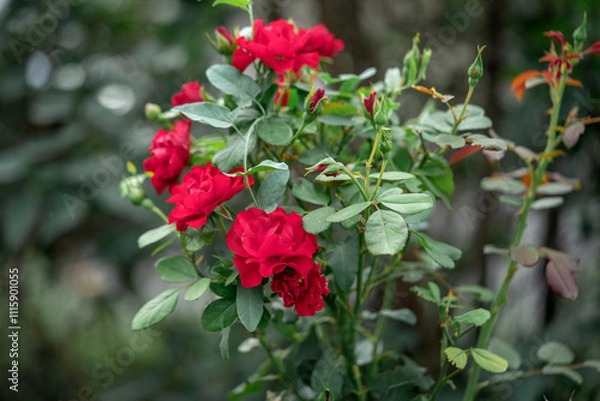 Obraz Rose bush with red buds in the garden on a flowerbed closeup