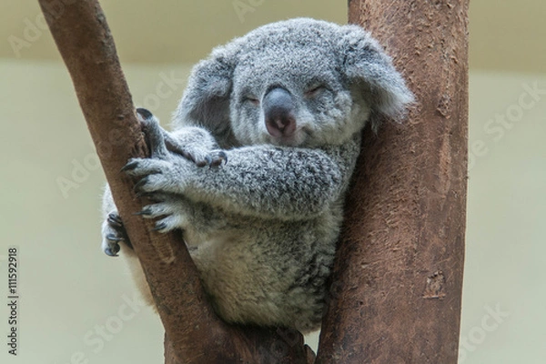 Obraz koala odpoczywa i śpi na swoim drzewie