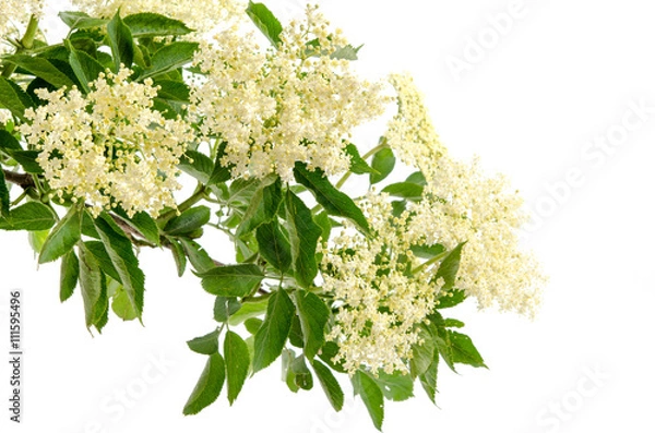 Obraz Holunderblüten