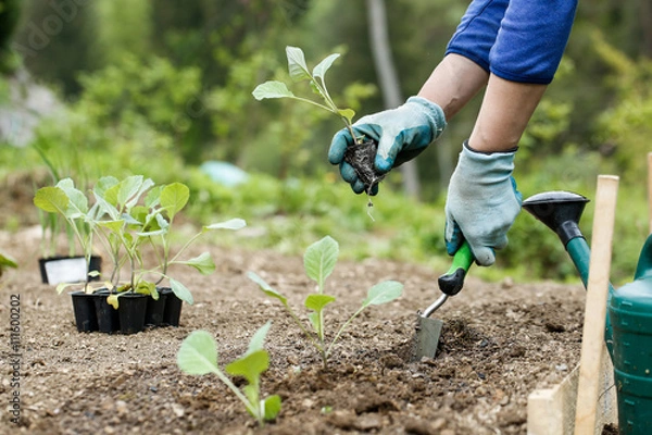 Obraz Gardener planting, plowing the broccoli seedlings in