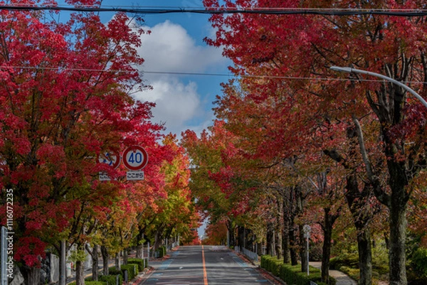 Obraz 奇麗な紅葉