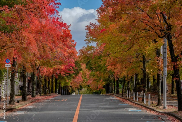 Obraz 奇麗な紅葉