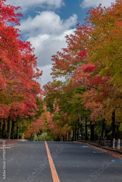 Obraz 奇麗な紅葉