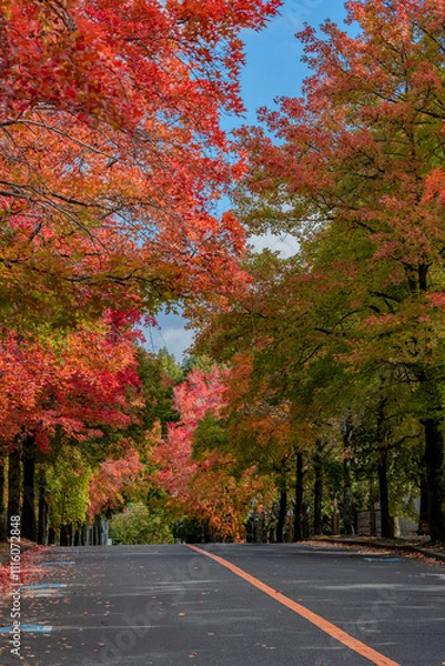 Obraz 奇麗な紅葉