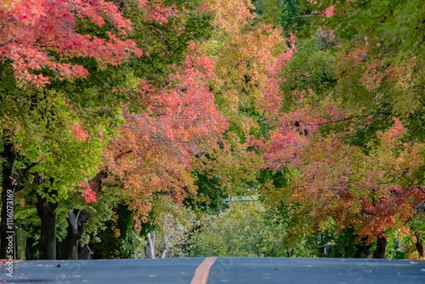 Obraz 奇麗な紅葉