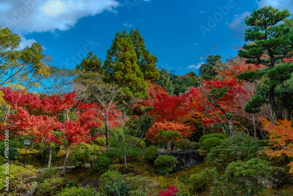 Obraz 奇麗な紅葉