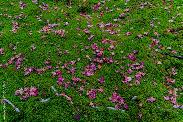 Obraz 奇麗な紅葉