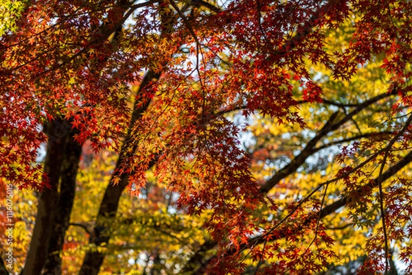 Obraz 奇麗な紅葉