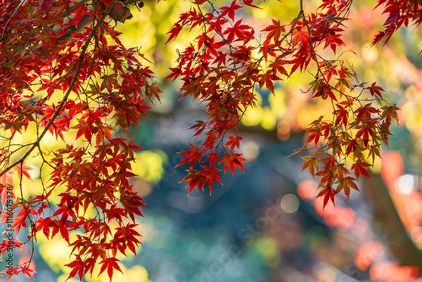 Obraz 奇麗な紅葉