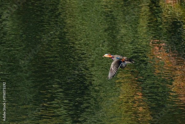 Obraz 飛翔オシドリ