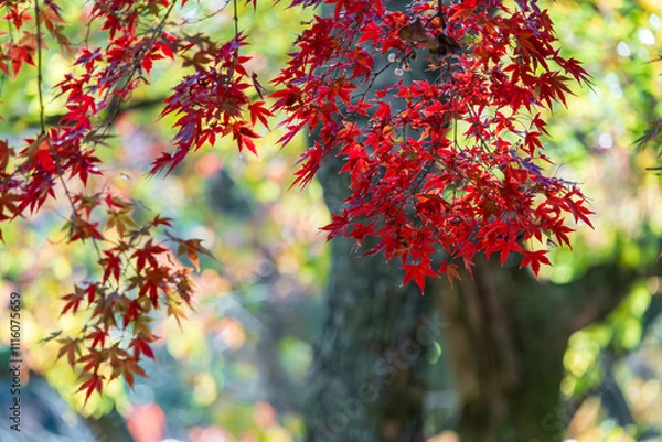 Obraz 奇麗な紅葉