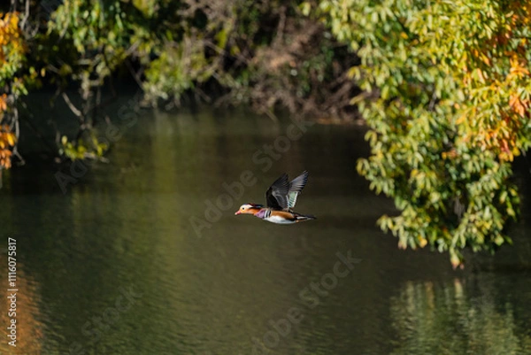 Obraz 奇麗なオシドリの飛翔