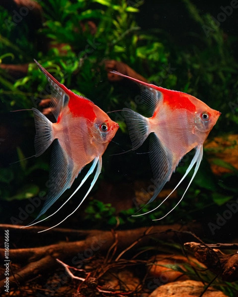 Obraz Manacapuru Angelfish