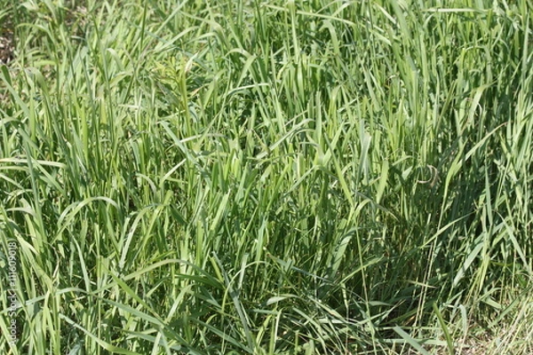 Obraz Пырей. Elytrigia repens Nevski.