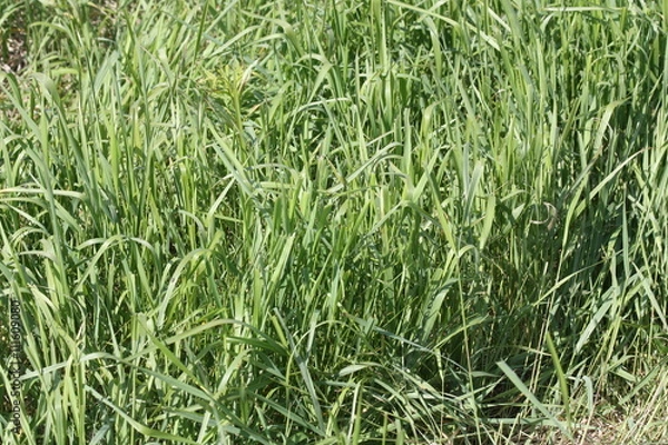 Obraz Пырей. Elytrigia repens Nevski.