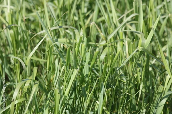 Obraz Пырей. Elytrigia repens Nevski.