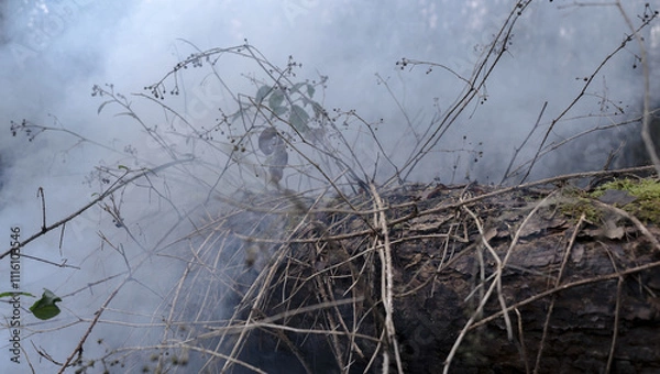 Obraz Tree entangled in brambles and brush, emerging from a blanket of fog