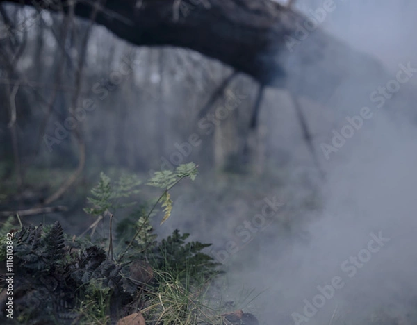 Obraz Fog and smoke enveloping a dark forest with a fallen tree and wild weeds
