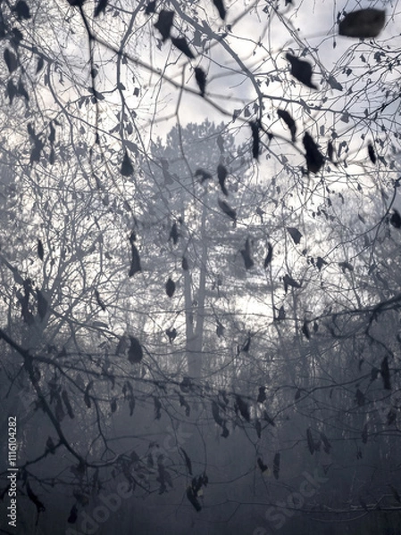 Obraz Ethereal misty woodland seen through a canopy of delicate winter foliage