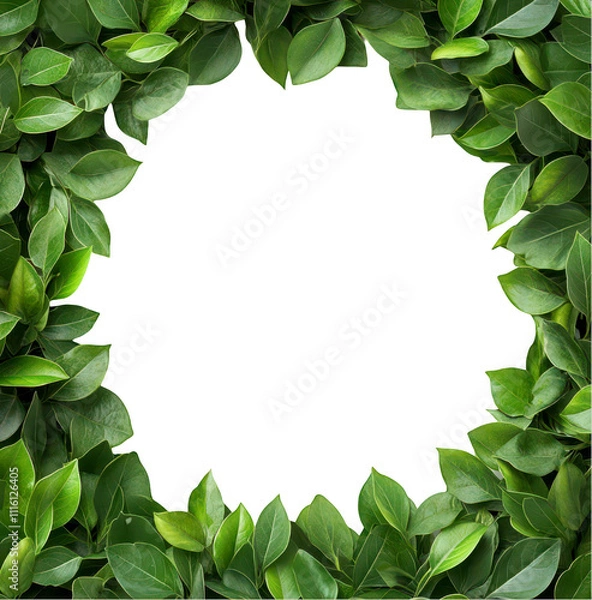 Fototapeta Greenery frame to enhance your nature photography and designs isolate on transparent background, cutout, png