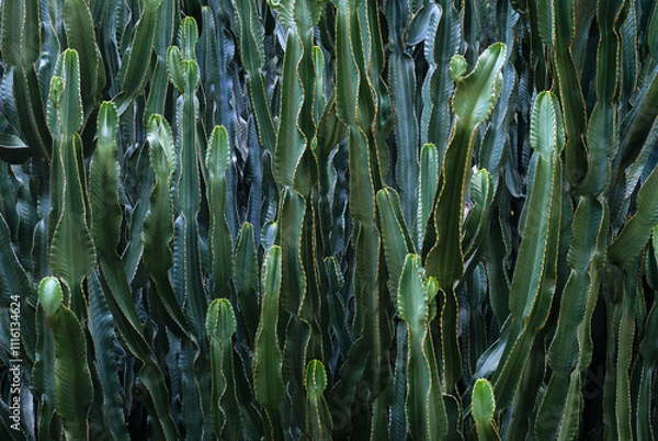 Fototapeta Candelabra cactus stems, cacti abstract background. Succulent of Euphorbia Canariensis or Euphorbia Eritrea, cactus-like trunks of a spurge from Canary islands, endemic plant.