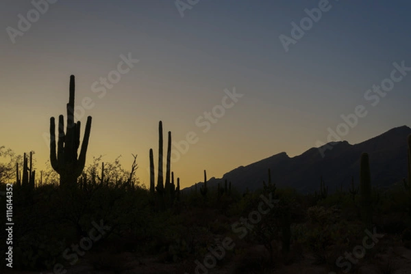 Obraz Sunset Over Desert Landscape with Silhouetted Saguaro Cacti and Mountains