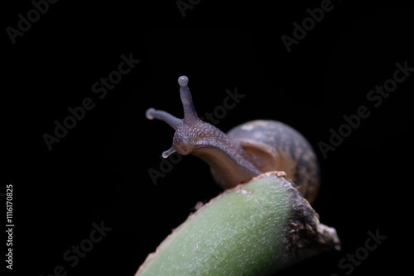 Obraz snail in the wild state